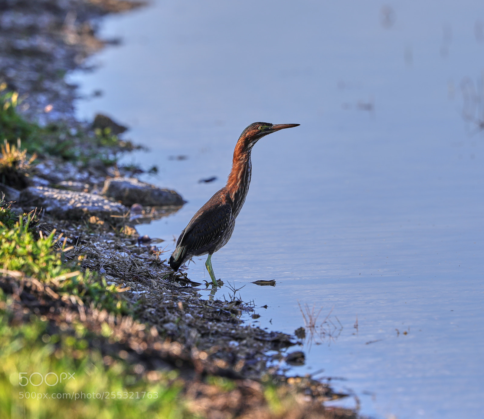 Canon EOS-1D X Mark II sample photo. 04-26-18-0014628.jpg photography