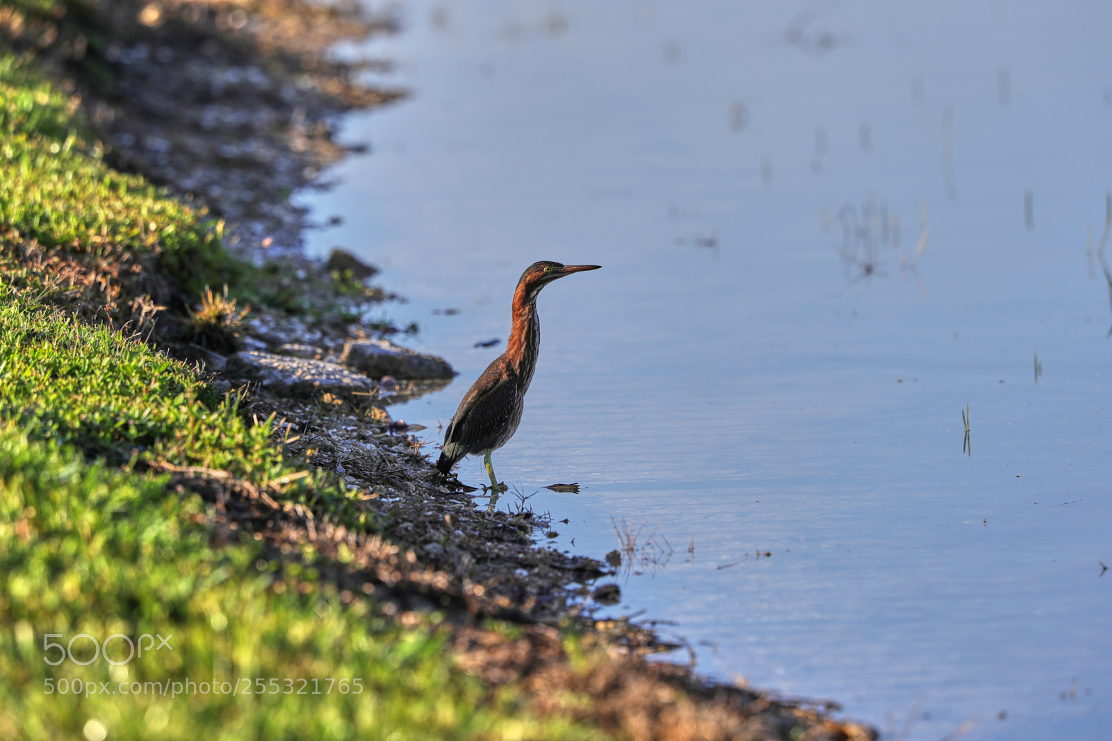 Canon EOS-1D X Mark II sample photo. 04-26-18-0014627.jpg photography