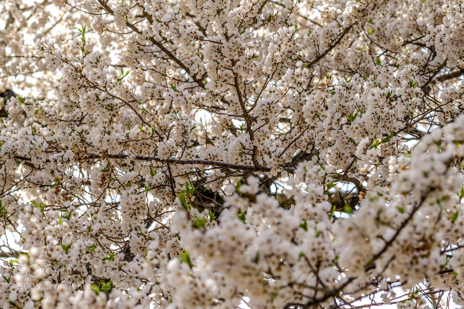 Fujifilm X-T20 sample photo. Dscf photography