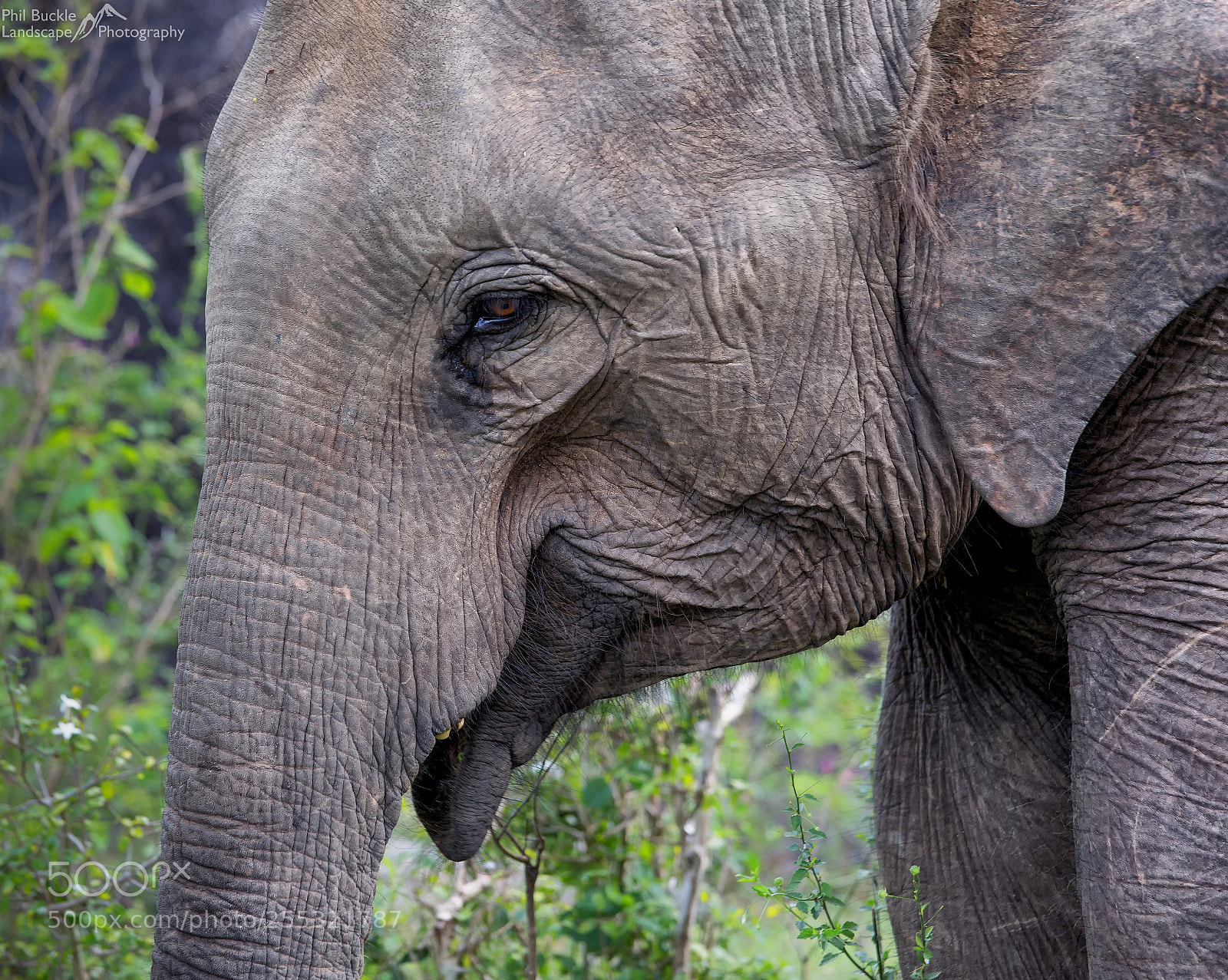 Canon EOS 6D sample photo. Yala elephant photography