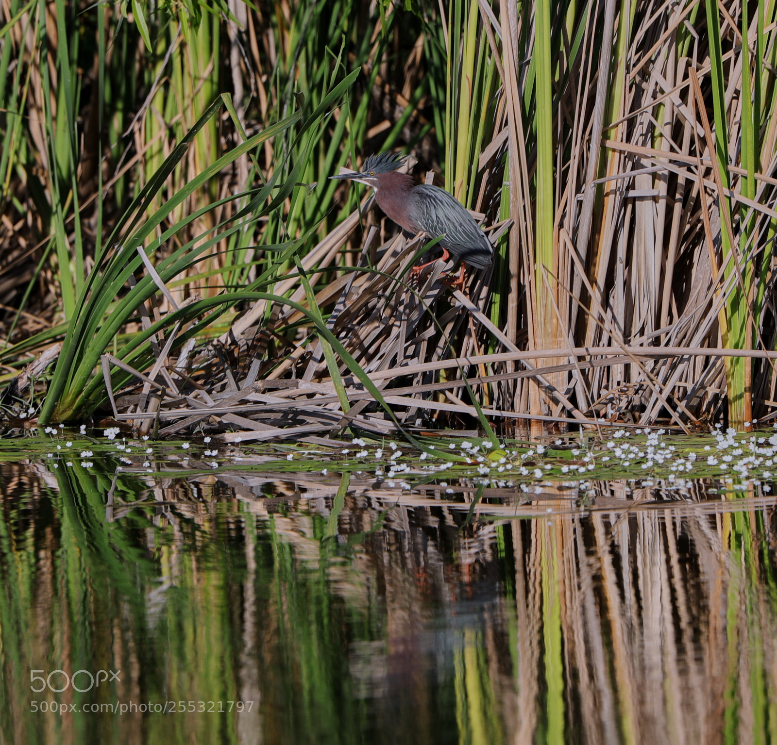 Canon EOS-1D X Mark II sample photo. 04-26-18-0014625.jpg photography