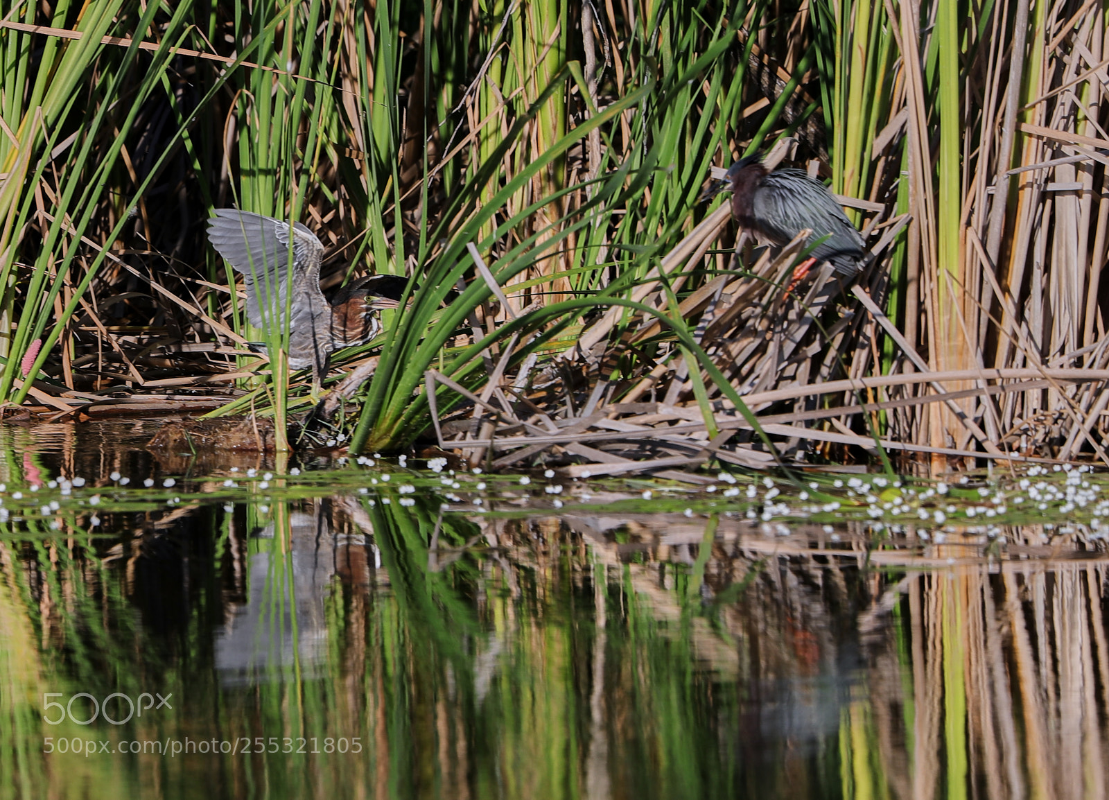 Canon EOS-1D X Mark II sample photo. 04-26-18-0014620 2.jpg photography