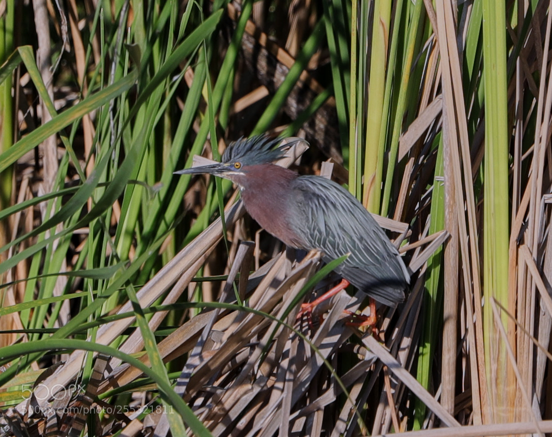 Canon EOS-1D X Mark II sample photo. 04-26-18-0014624.jpg photography