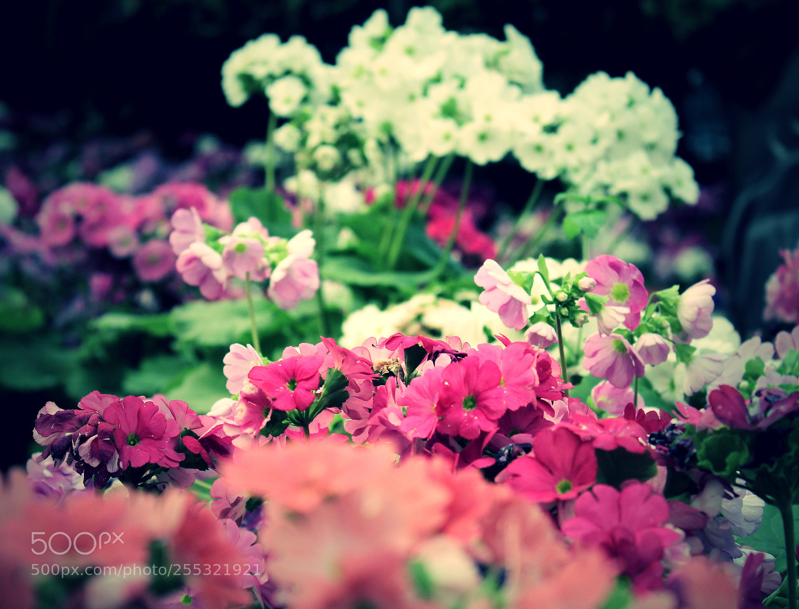 Canon EOS 1200D (EOS Rebel T5 / EOS Kiss X70 / EOS Hi) sample photo. Colours photography