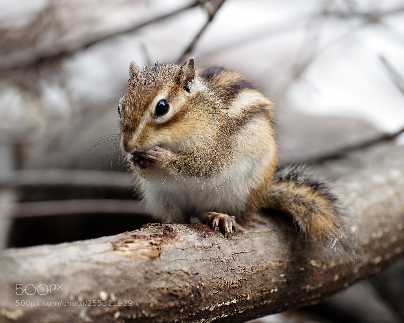 Pentax K-1 sample photo. Chipmunk photography