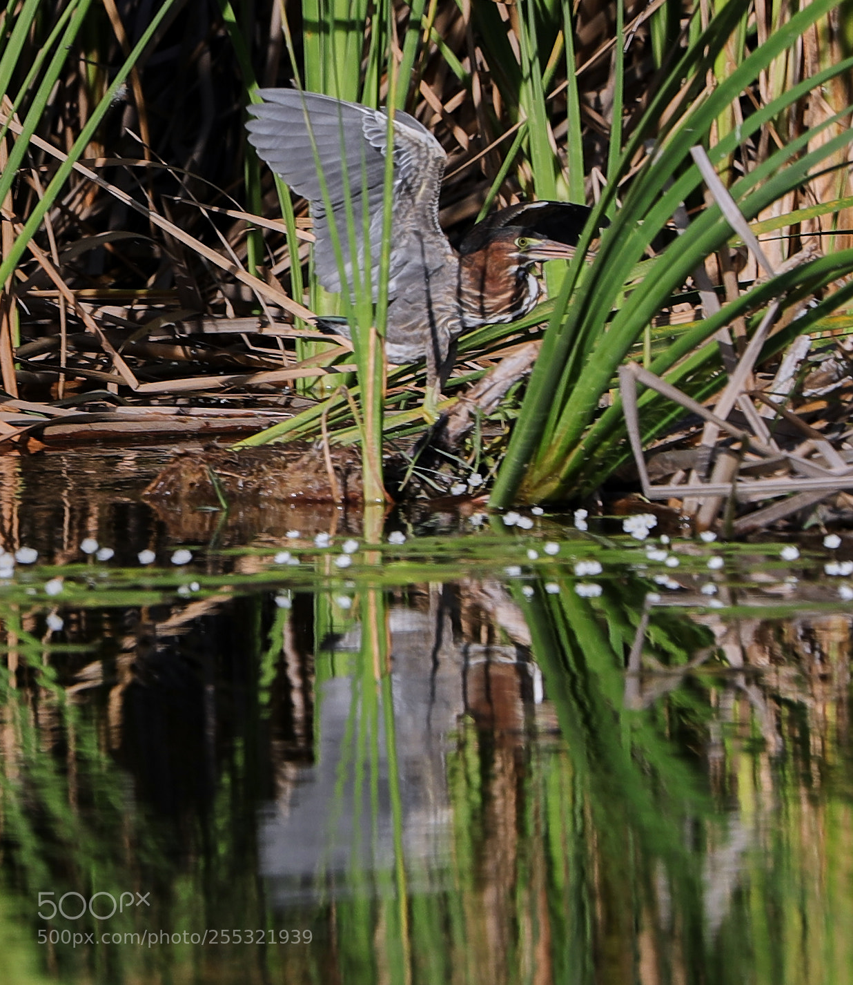 Canon EOS-1D X Mark II sample photo. 04-26-18-0014620 1.jpg photography