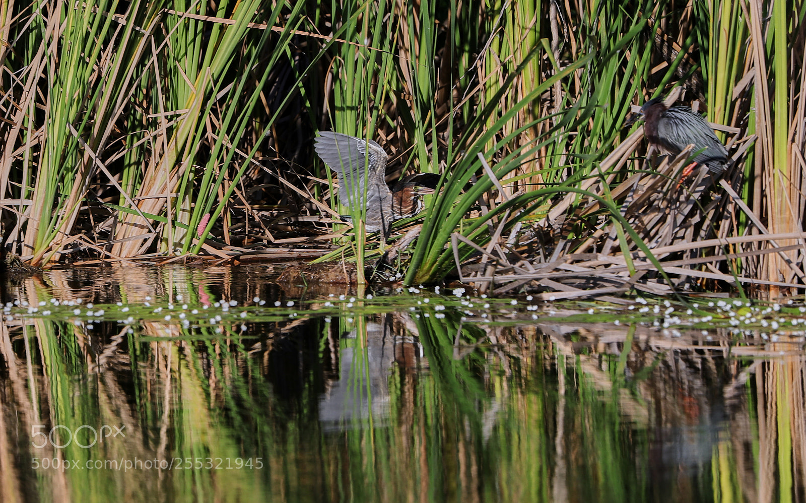Canon EOS-1D X Mark II sample photo. 04-26-18-0014620.jpg photography