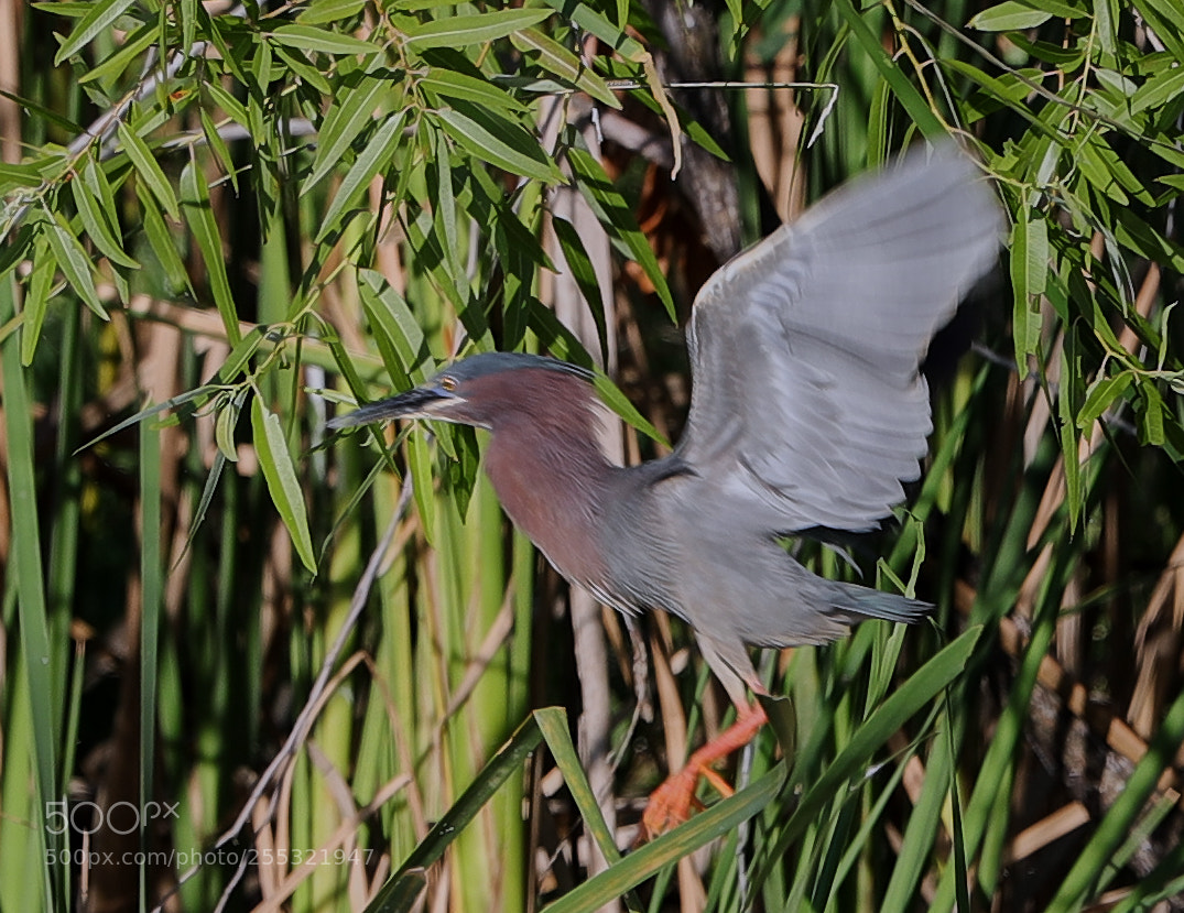 Canon EOS-1D X Mark II sample photo. 04-26-18-0014619 1.jpg photography