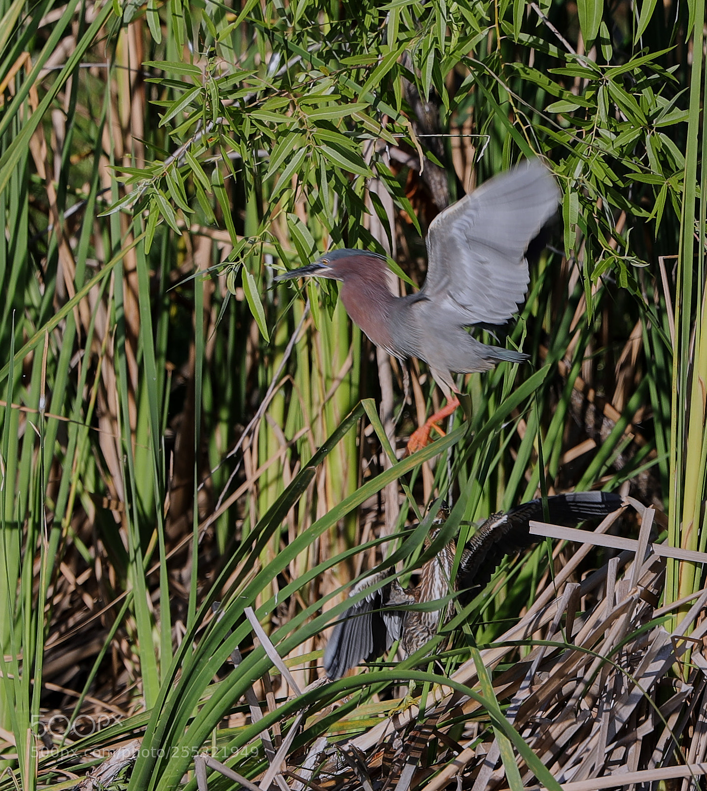 Canon EOS-1D X Mark II sample photo. 04-26-18-0014619.jpg photography