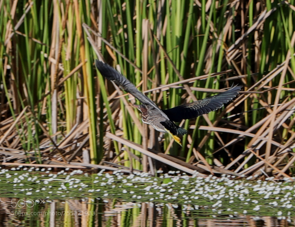Canon EOS-1D X Mark II sample photo. 04-26-18-0014614.jpg photography