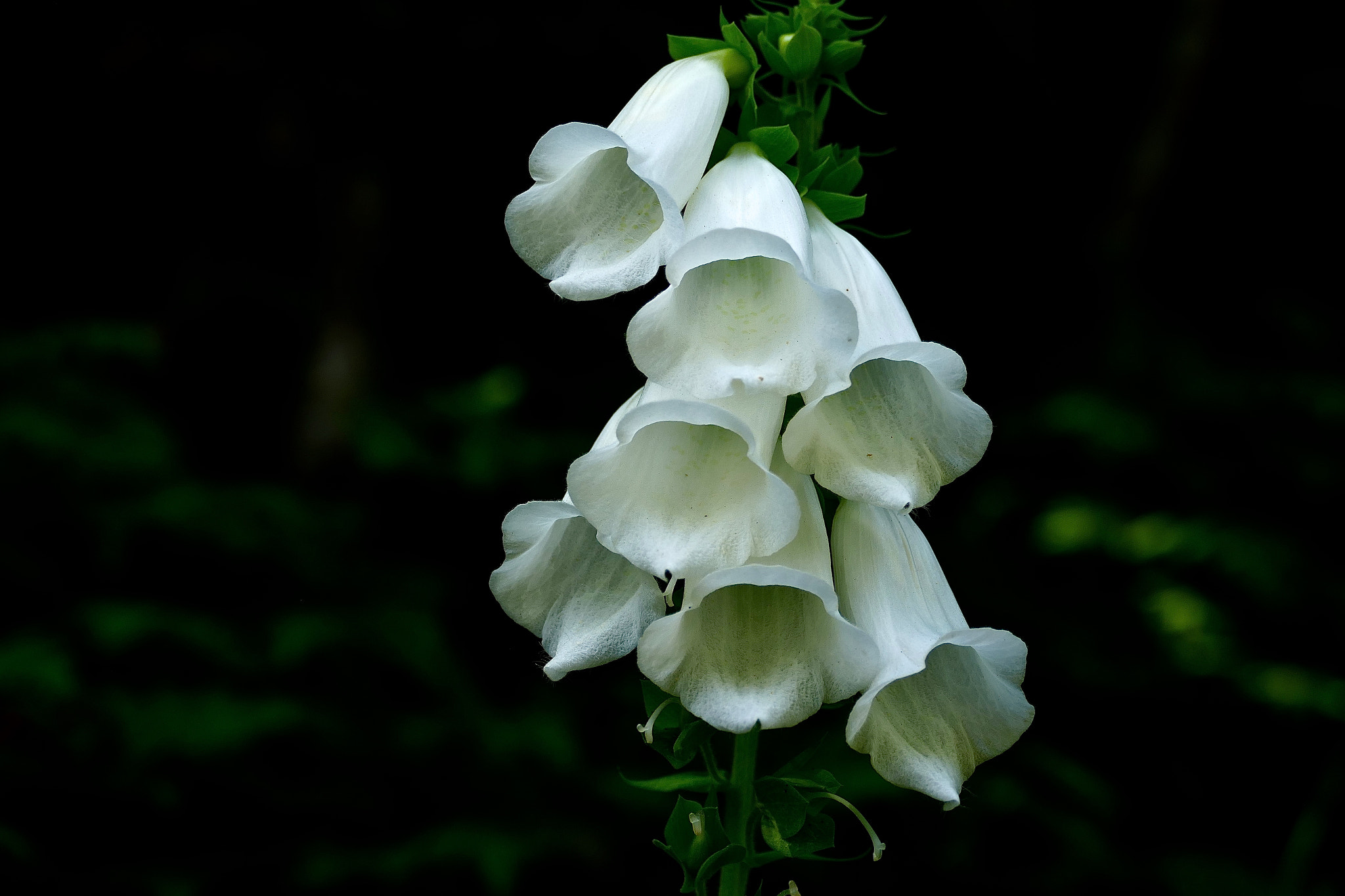 Leica V-Lux (Typ 114) sample photo. Tenderness photography
