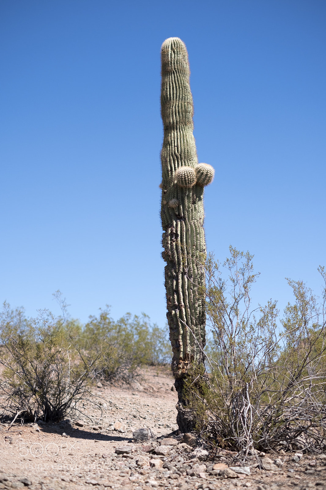 Fujifilm X-T2 sample photo. Cactus photography