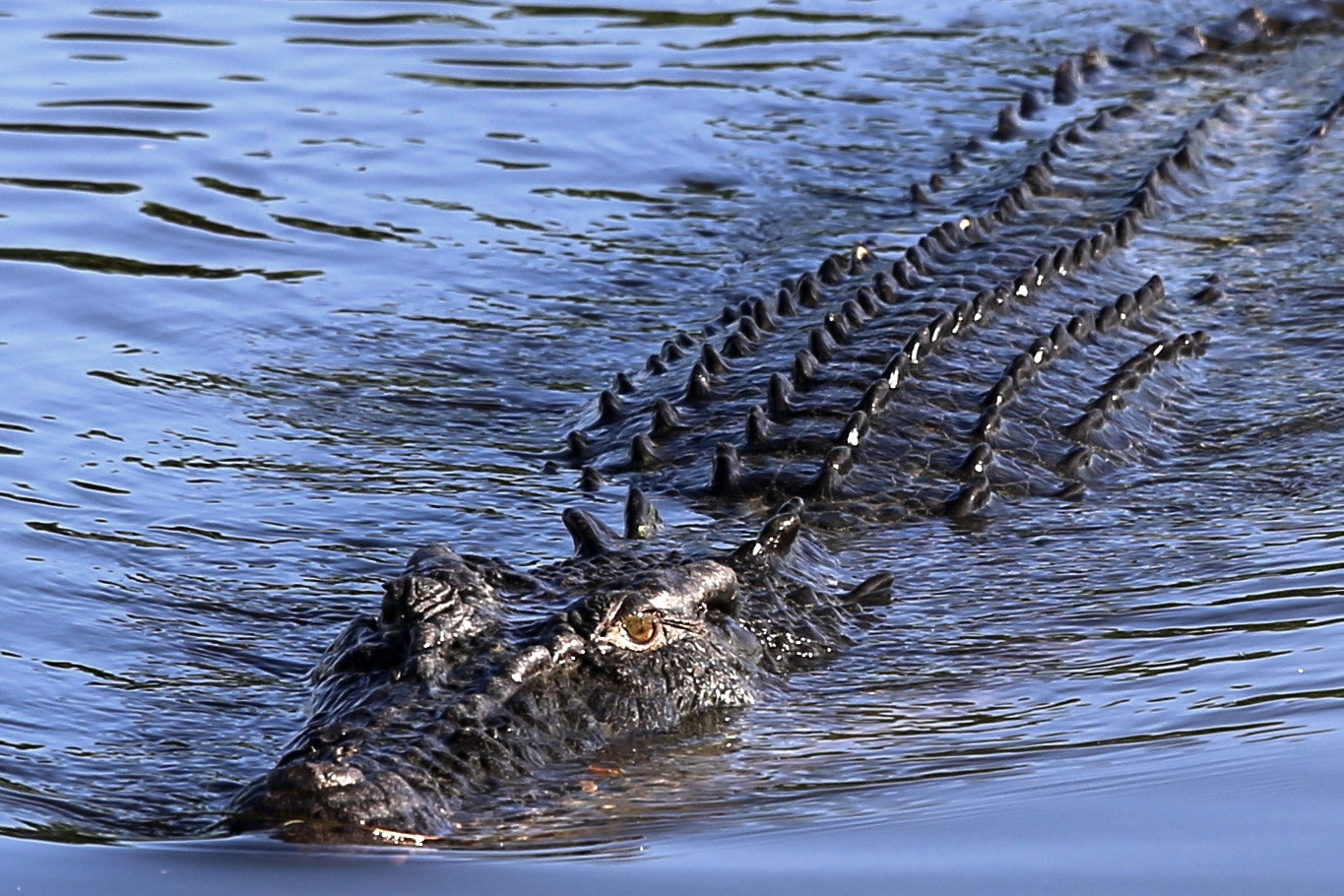 Canon EOS 6D + Canon EF 70-200mm F4L IS USM sample photo. Alligator river.jpg photography