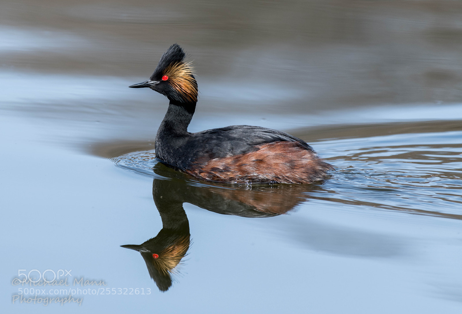 Nikon D850 sample photo. Eared grebe photography