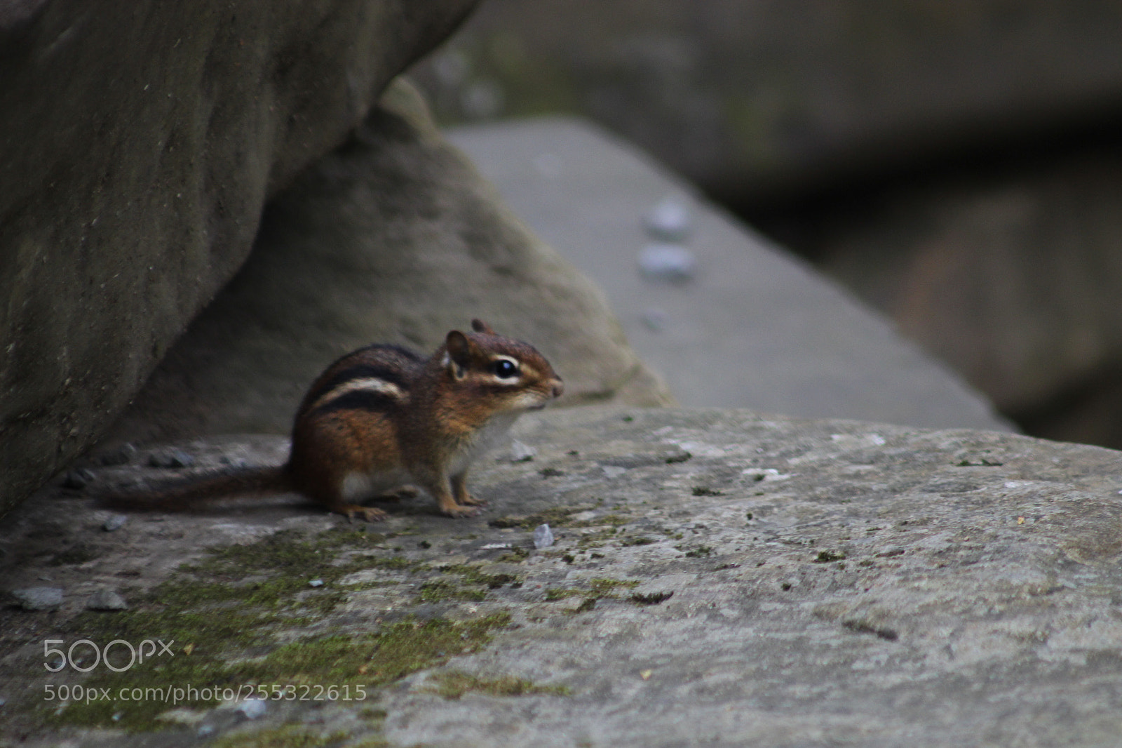 Canon EOS 1300D (EOS Rebel T6 / EOS Kiss X80) sample photo. Chipmunk photography