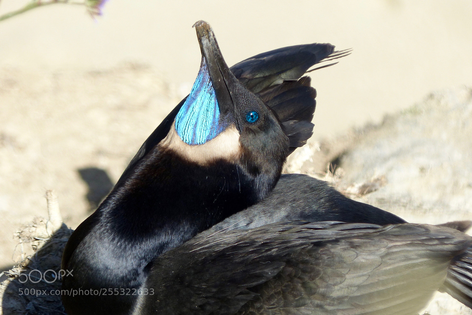 Panasonic Lumix DMC-FZ200 sample photo. Close-up of the blue photography