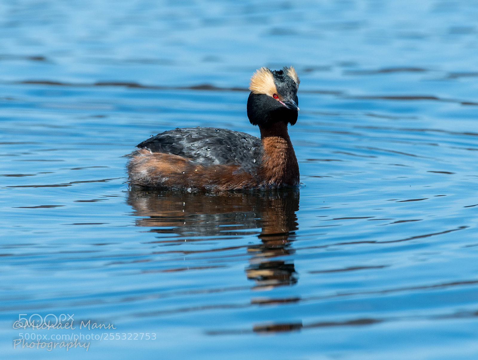 Nikon D850 sample photo. Horned grebe photography