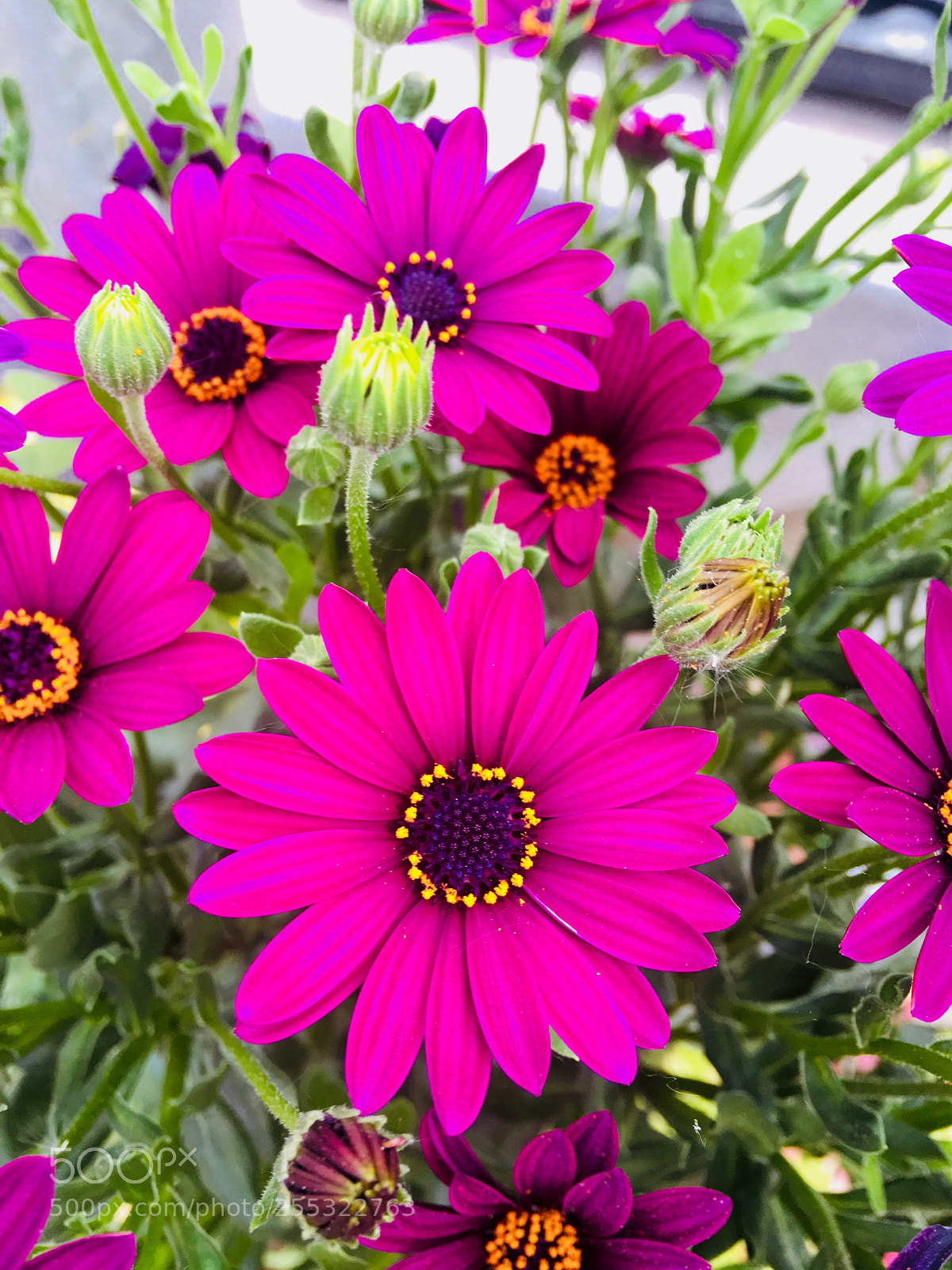 Apple iPhone 6s Plus sample photo. Untitled photography