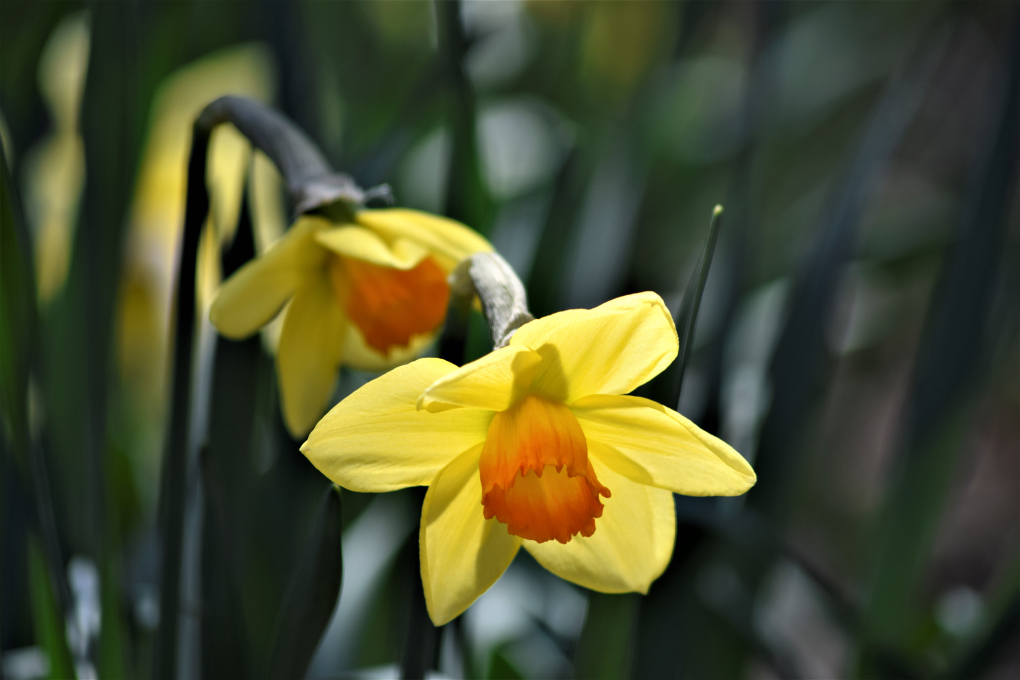 Nikon D5300 + Sigma 70-300mm F4-5.6 APO DG Macro sample photo. "always, it's spring..." photography