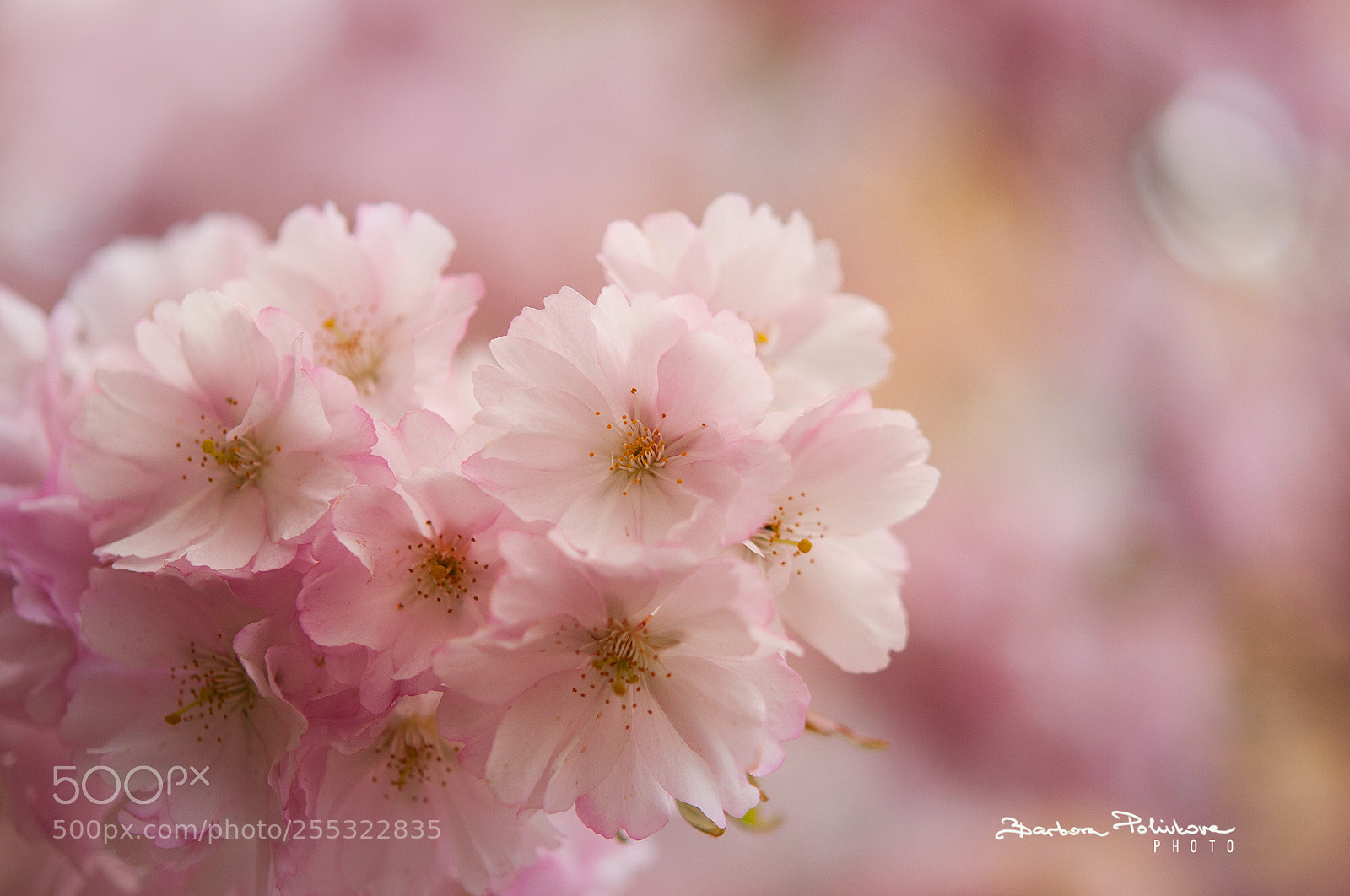 Nikon D300S sample photo. In bloom photography