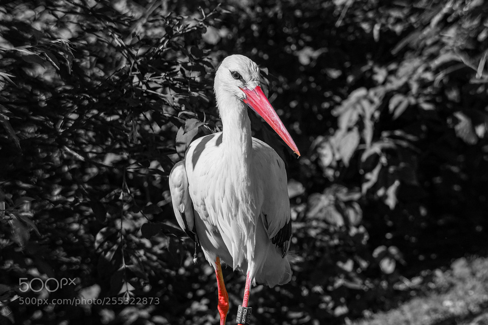Sony a7 II sample photo. Storch im bl hendenbarock photography