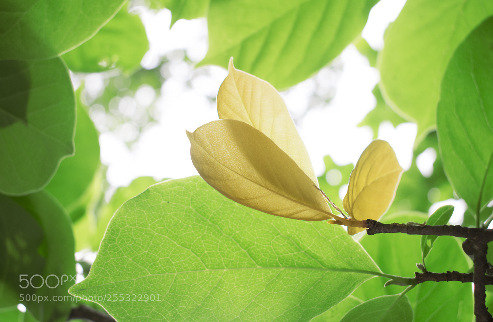 Nikon D5300 sample photo. Untitled photography