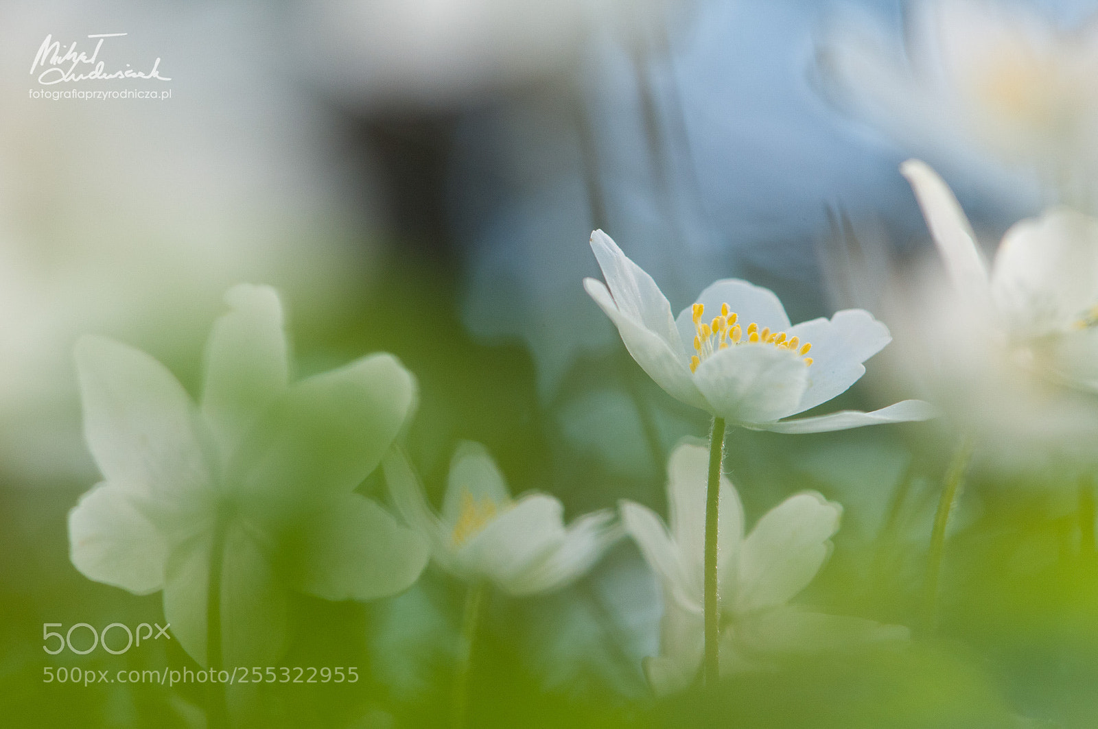 Nikon D300 sample photo. Anemones photography