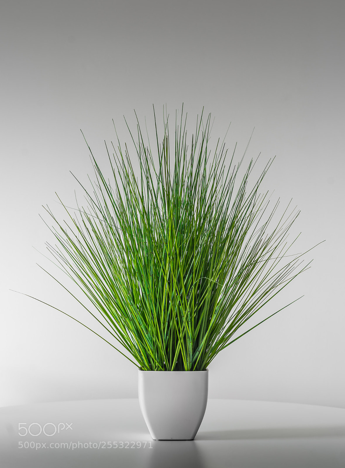 Nikon D610 sample photo. Wheat grass  photography