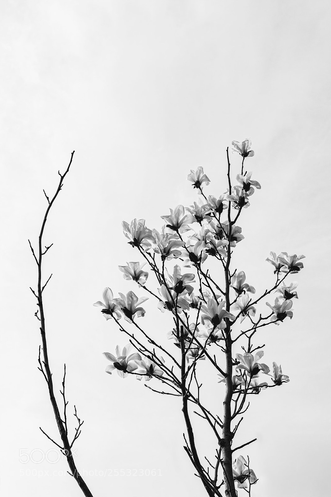 Canon EOS 70D sample photo. Special/meaningful photography