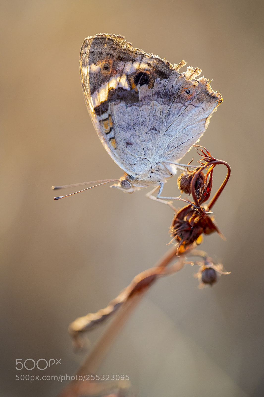 Canon EOS 5D Mark IV sample photo. Mangrove jewel butterfly photography