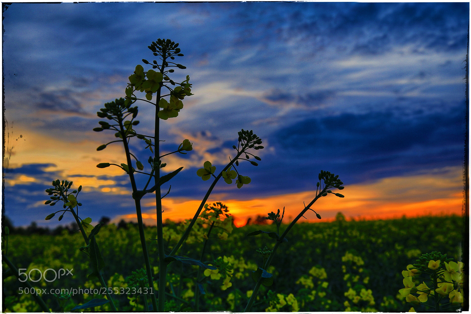 Canon EOS 5D Mark IV sample photo. Farming rape photography