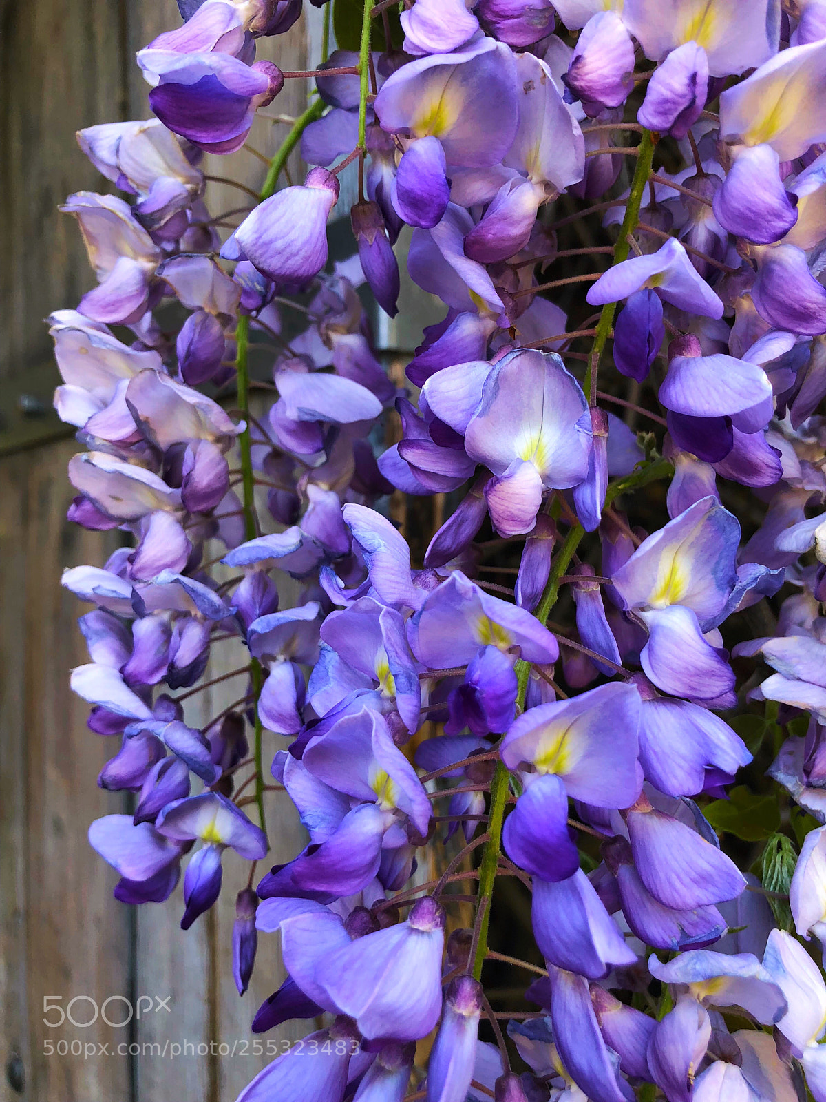 Apple iPhone 8 Plus sample photo. Wisteria  photography