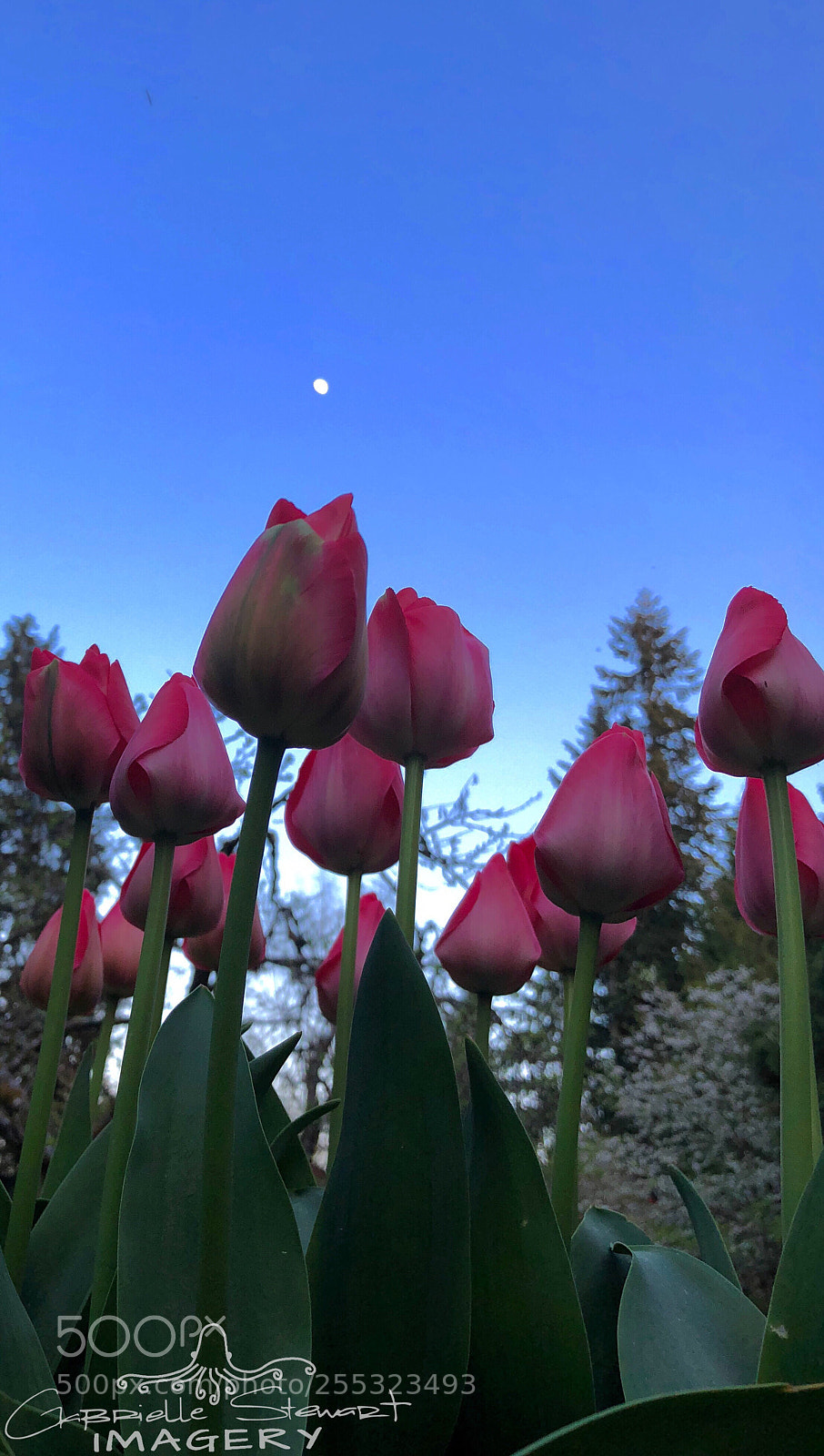 Apple iPhone X sample photo. Reaching for the moon ... photography