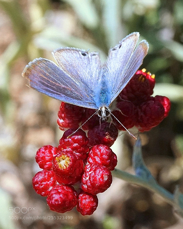 Sony a6000 sample photo. Lampides boeticus (linnaeus, 1767) photography