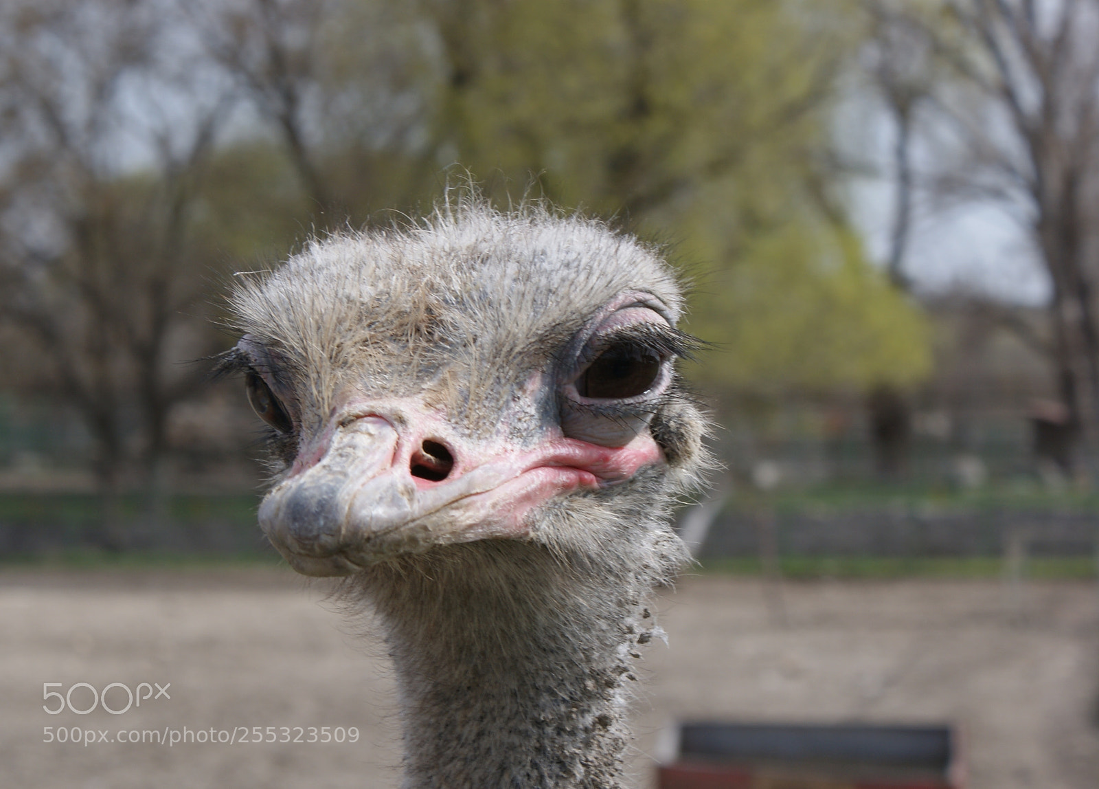 Sony DT 18-70mm F3.5-5.6 sample photo. Devekusu - ostrich photography
