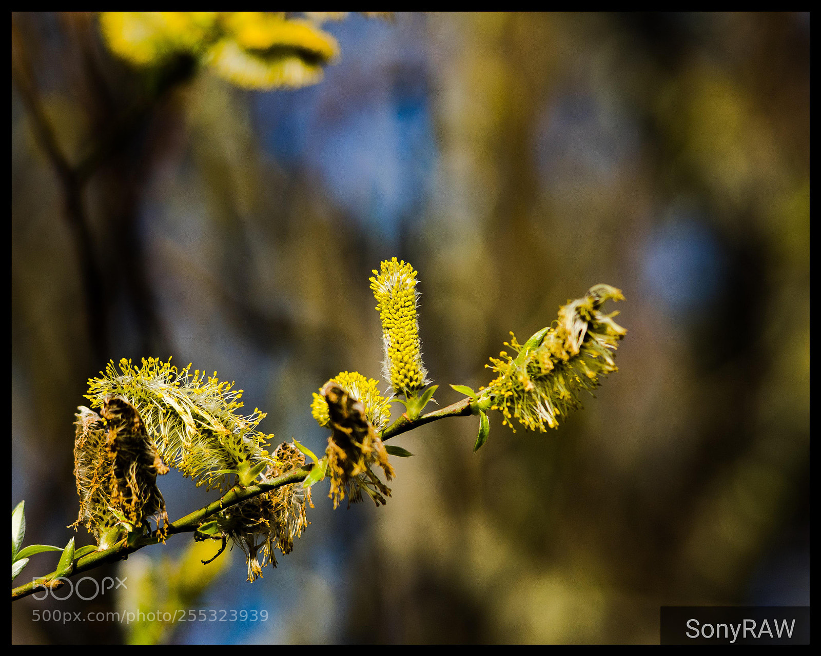 Sony a6500 sample photo. Spring morning photography