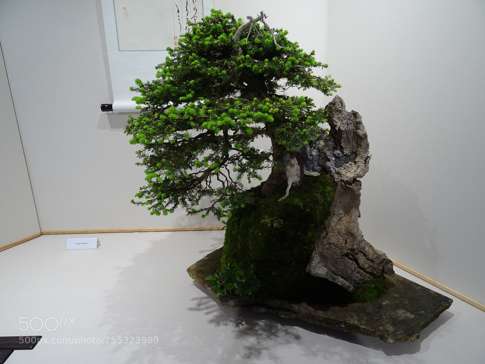 Sony DSC-HX60 sample photo. Bonsai 1 photography