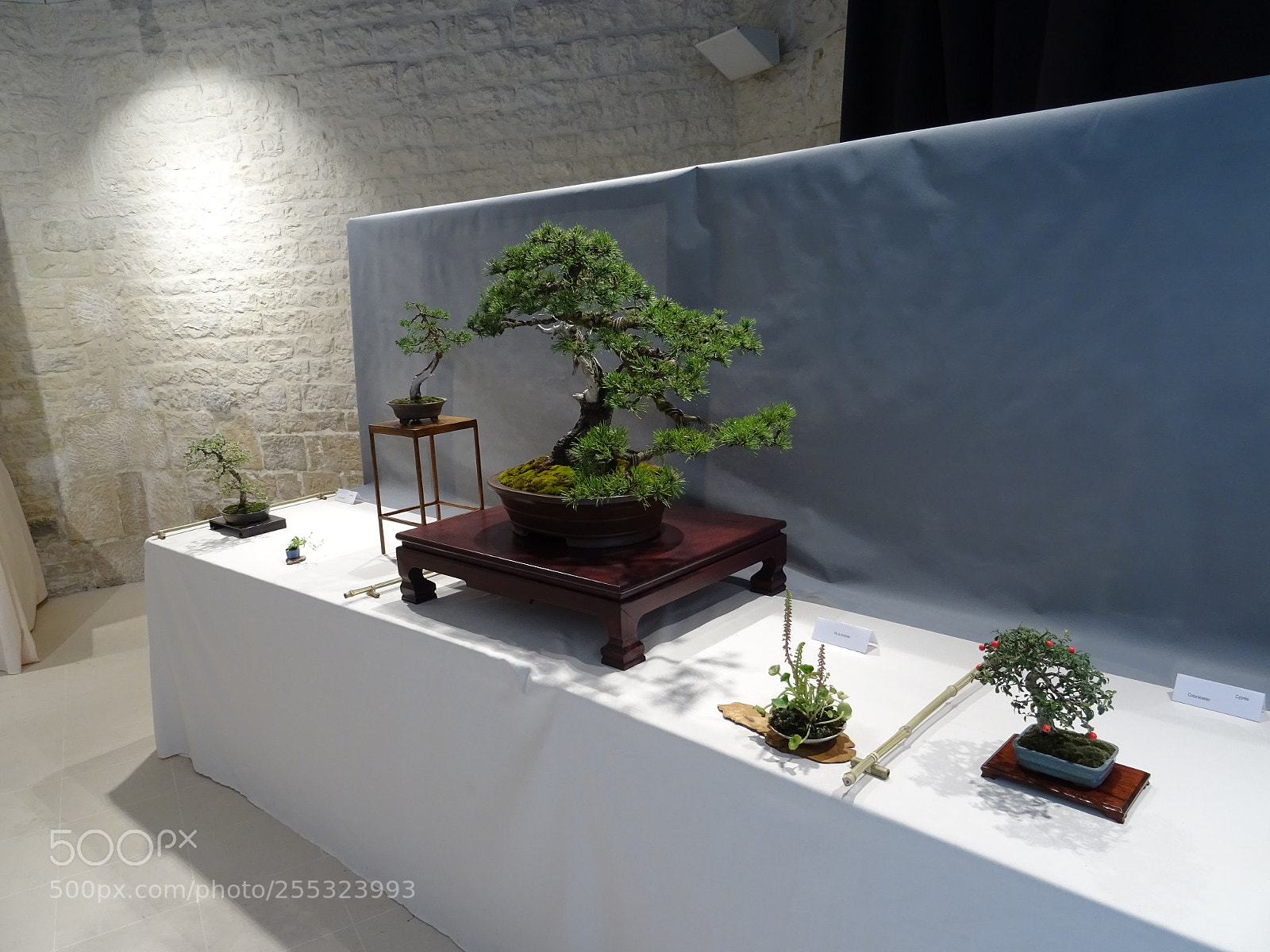 Sony DSC-HX60 sample photo. Bonsai 2 photography