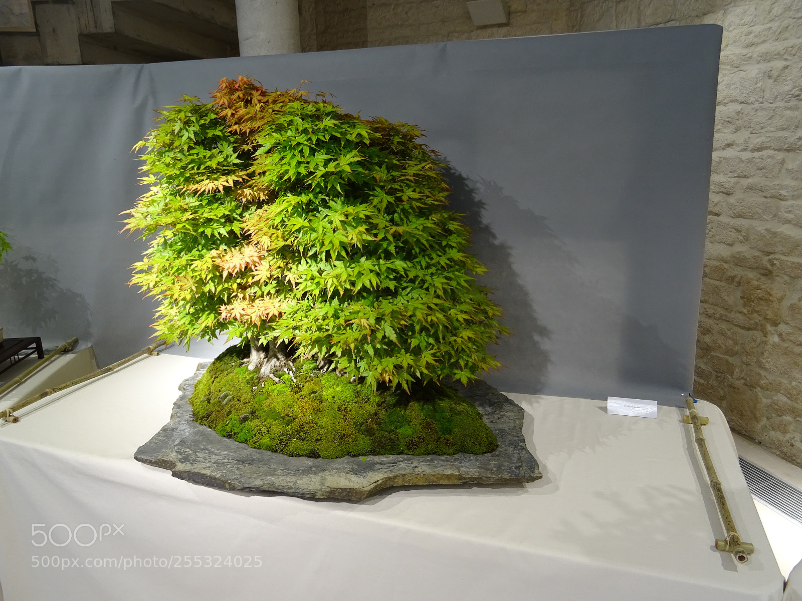 Sony DSC-HX60 sample photo. Bonsai 3 photography