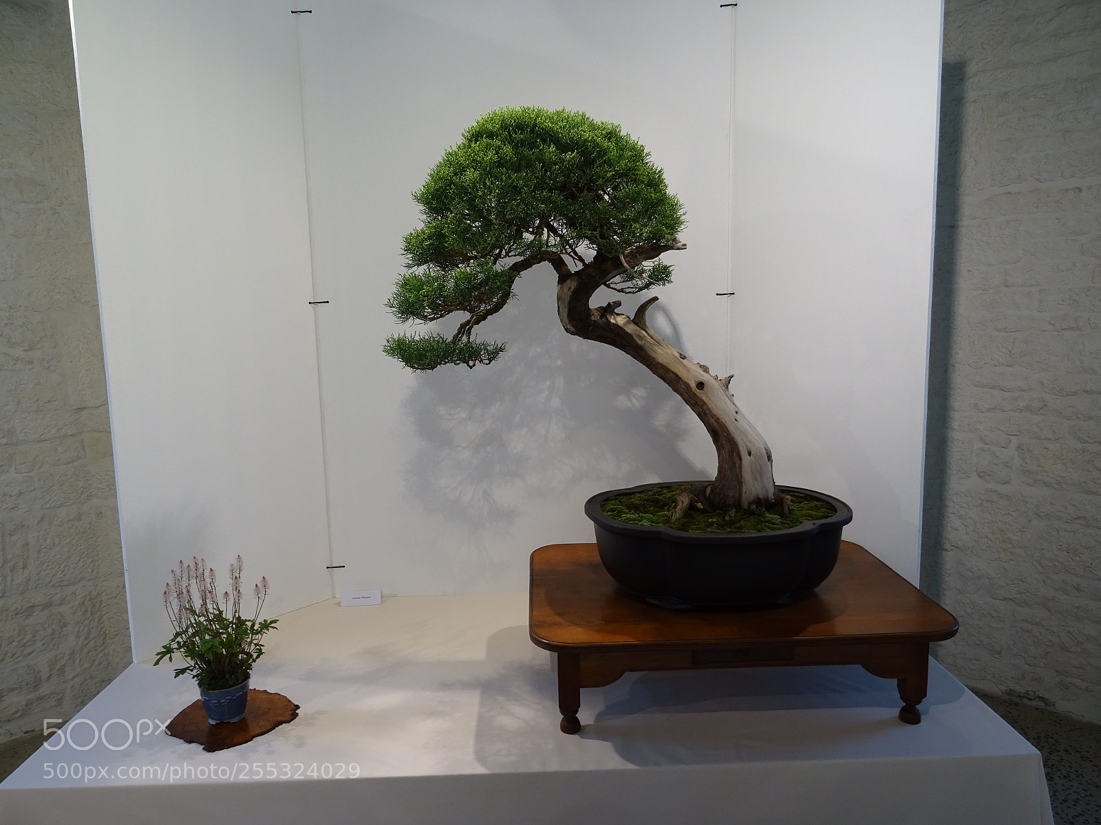 Sony DSC-HX60 sample photo. Bonsai 6 photography