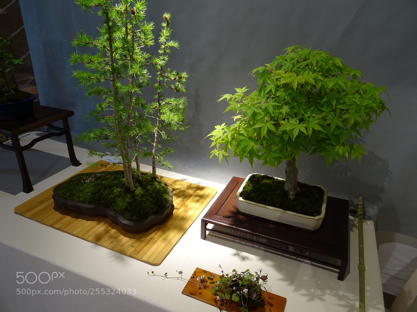 Sony DSC-HX60 sample photo. Bonsai 5 photography