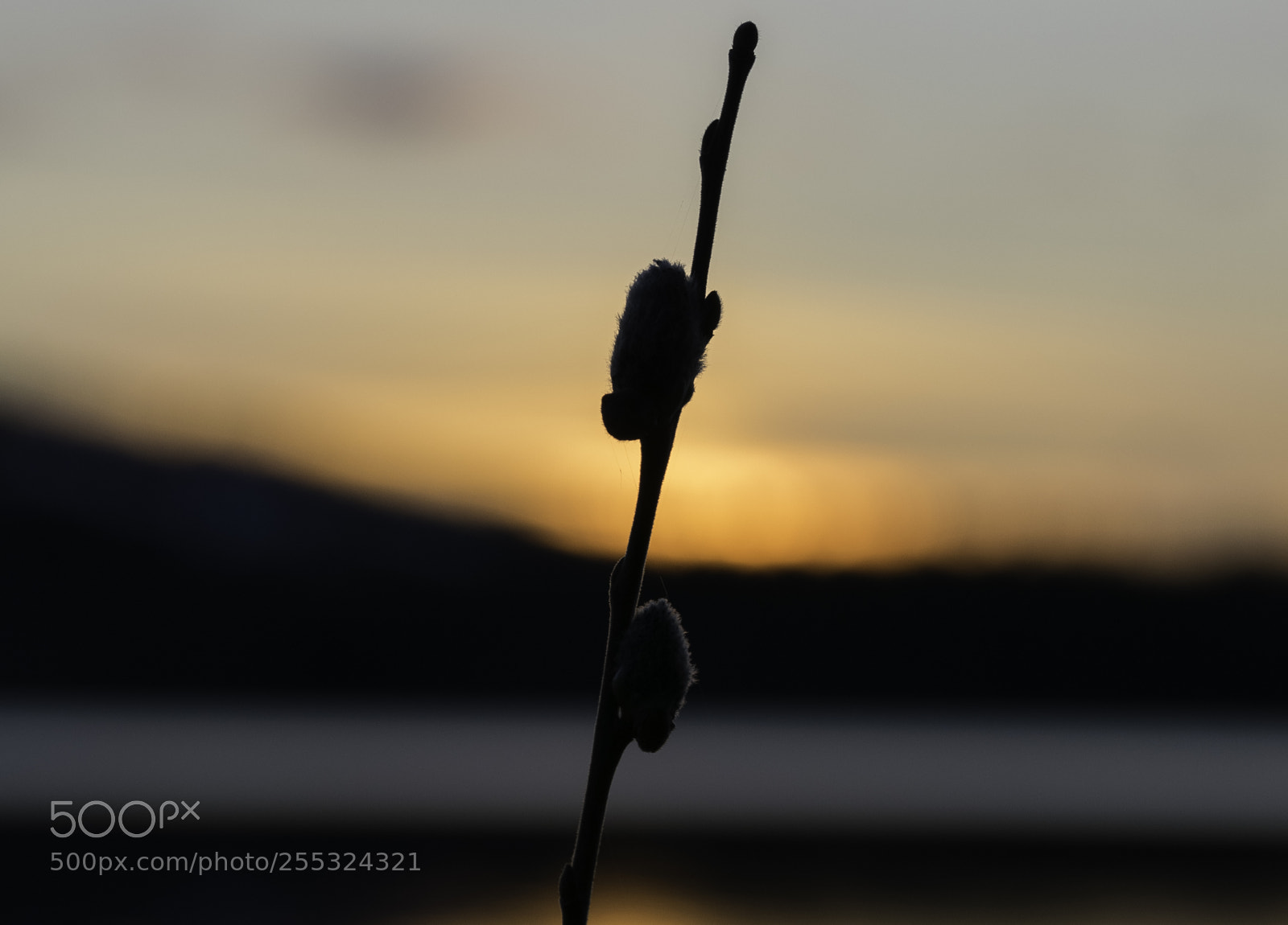 Nikon D5300 sample photo. Nature o photography