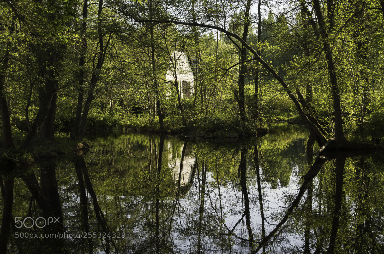 Nikon D5300 sample photo. Nature o photography