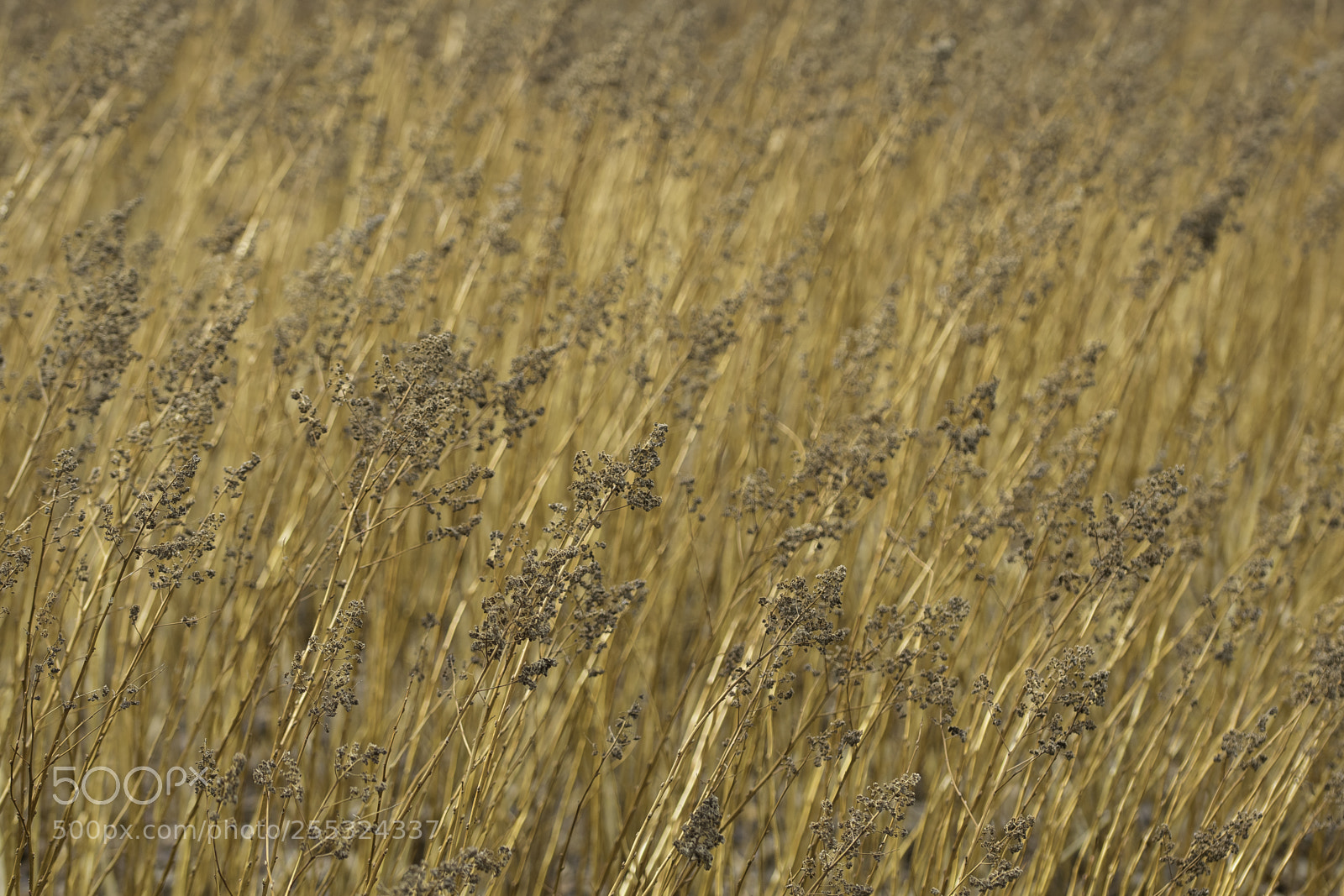 Nikon D5300 sample photo. Nature o photography