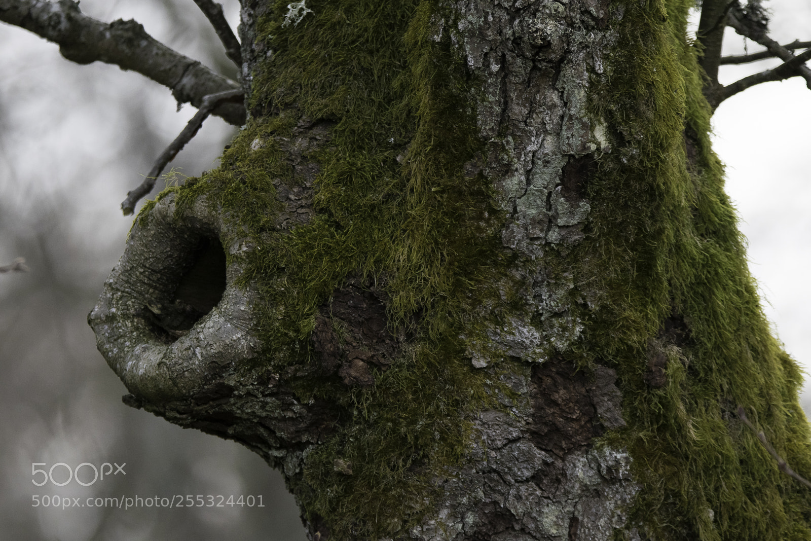 Nikon D5300 sample photo. Nature o photography