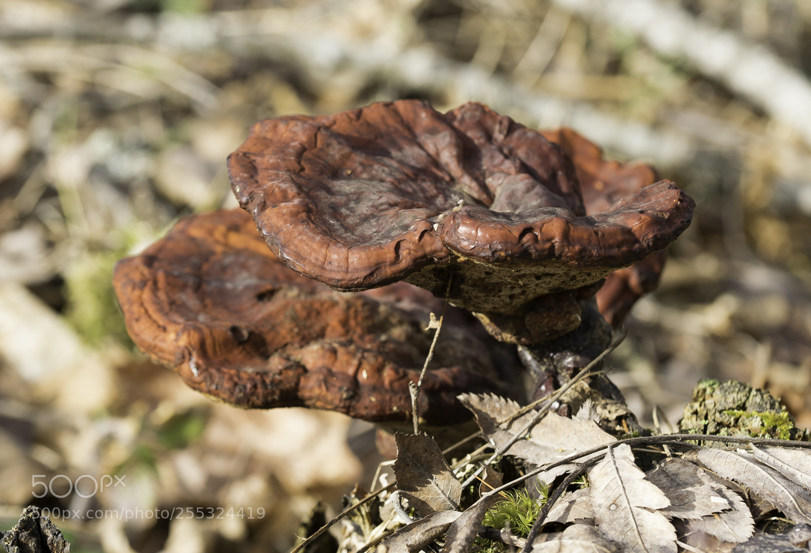 Nikon D5300 sample photo. Nature o photography