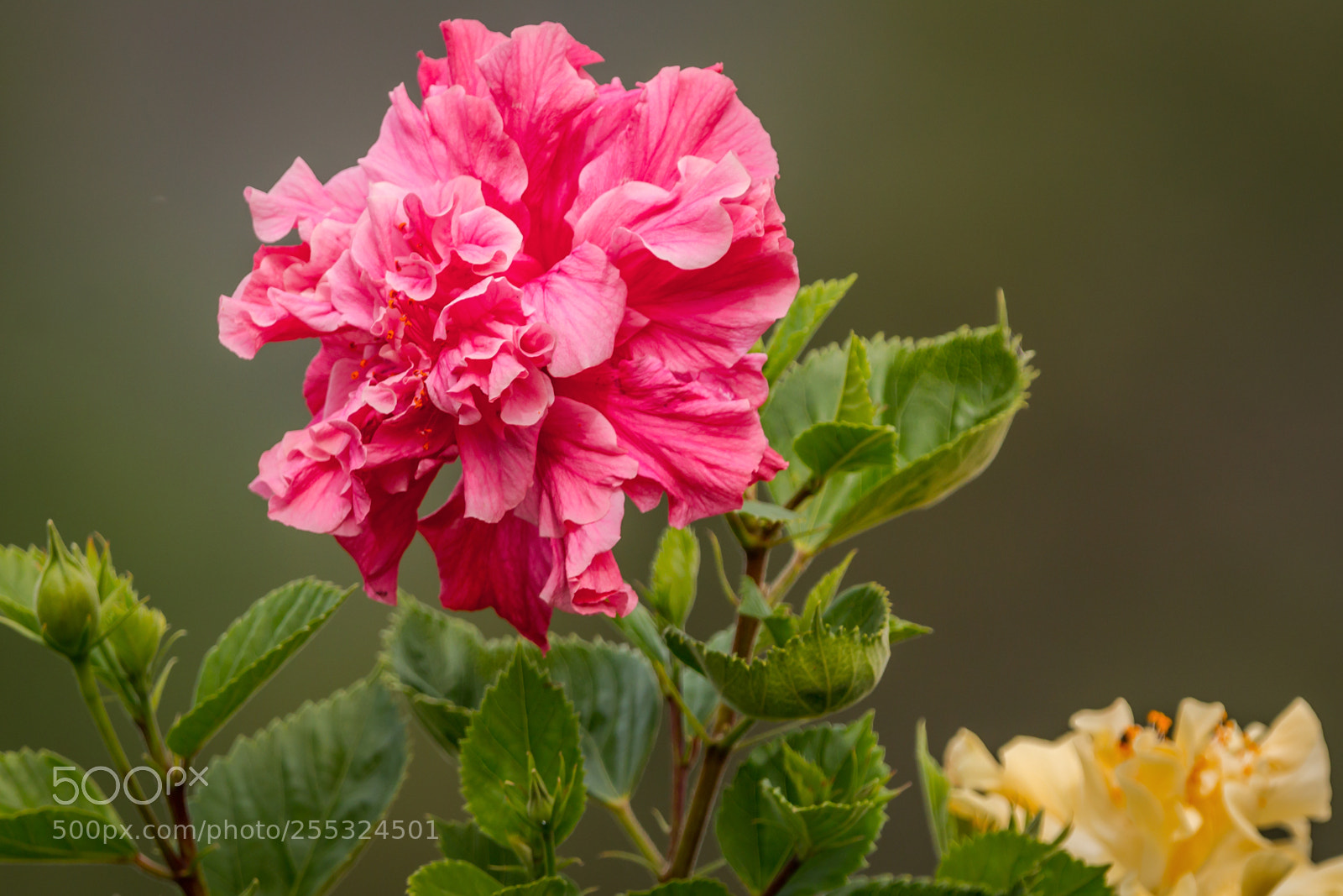 Canon EOS 70D sample photo. Red hybiscus photography