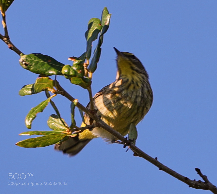 Canon EOS-1D X Mark II sample photo. 04-26-18-0014761.jpg photography