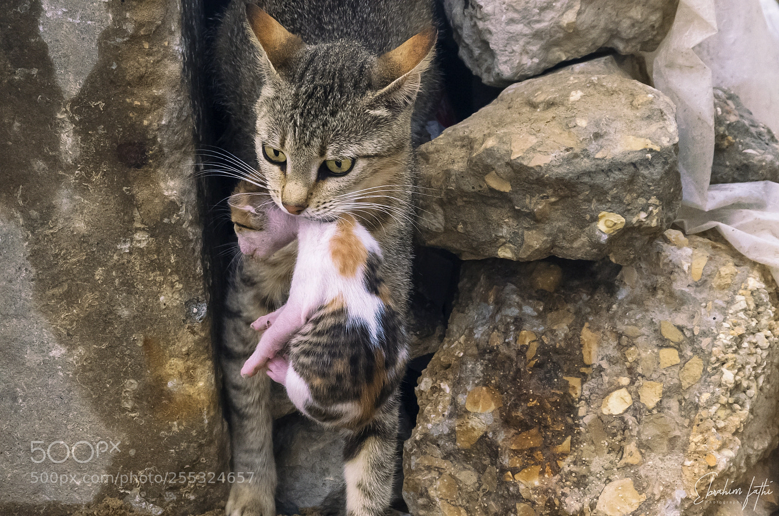 Nikon D7000 sample photo. Cat photography