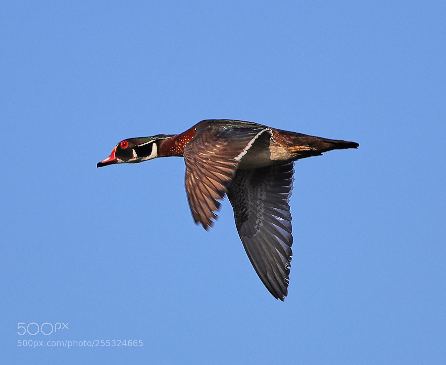 Canon EOS-1D X Mark II sample photo. 04-26-18-0014759.jpg photography